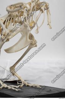 Photo Textures of Hen Skeleton